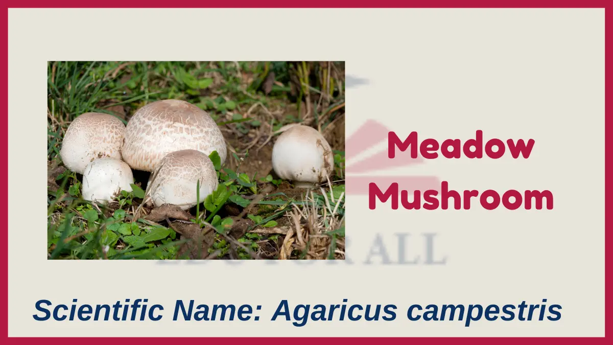 image showing Meadow Mushroom as an example of fungi