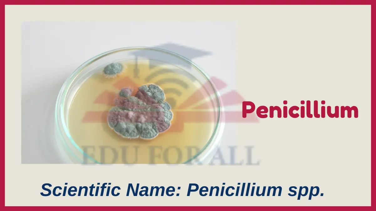 image showing Penicillium as an example of fungi