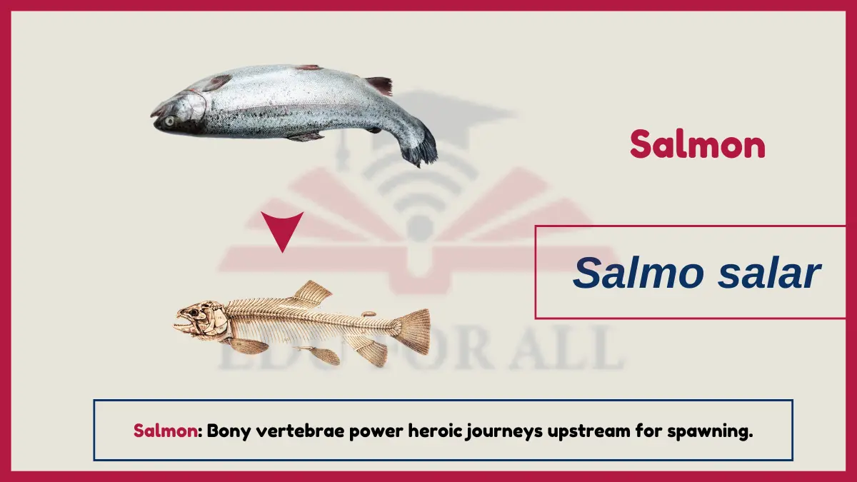 image showing Salmon as an example of Vertebrates