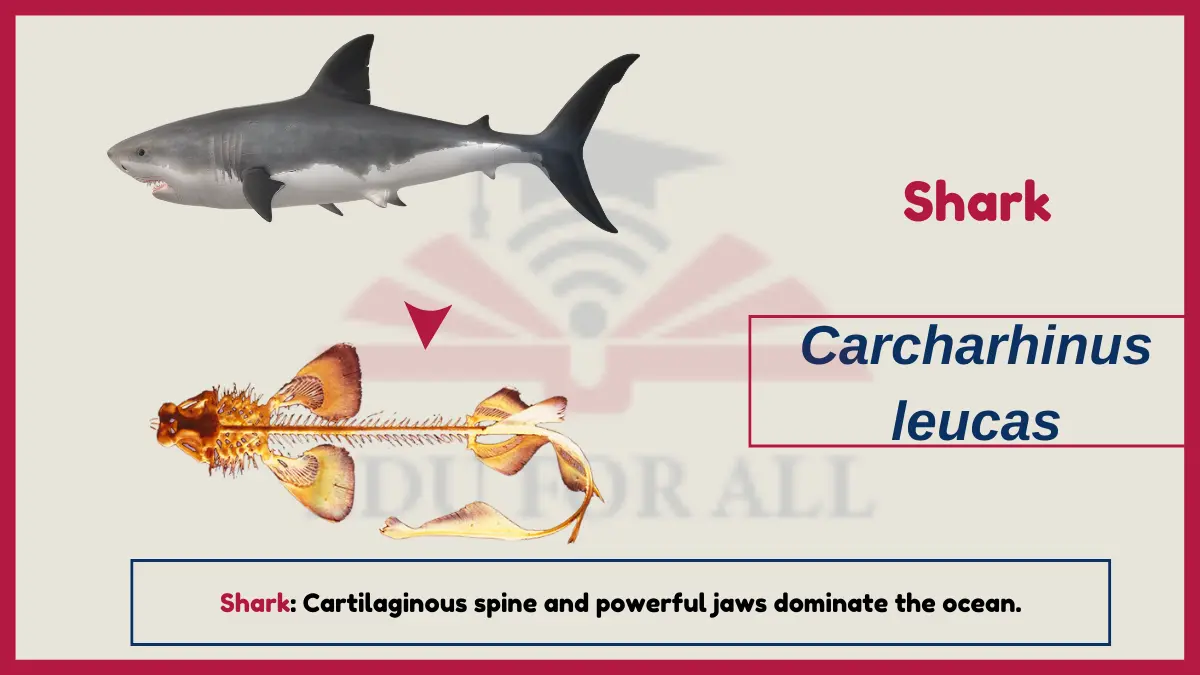 image showing shark as an example of Vertebrates