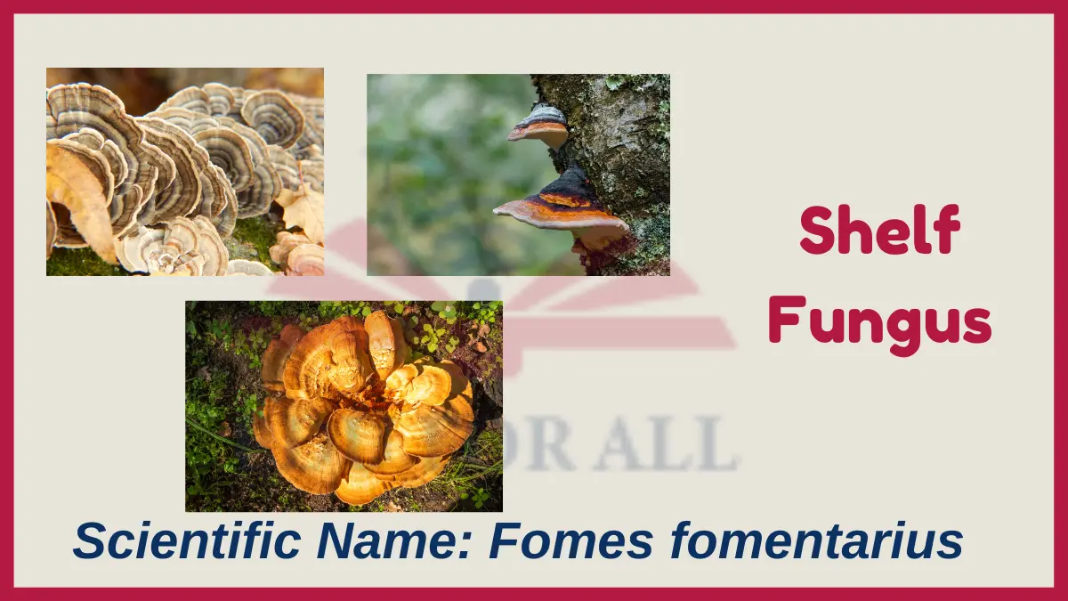 image showing Shelf Fungus as an example of fungi
