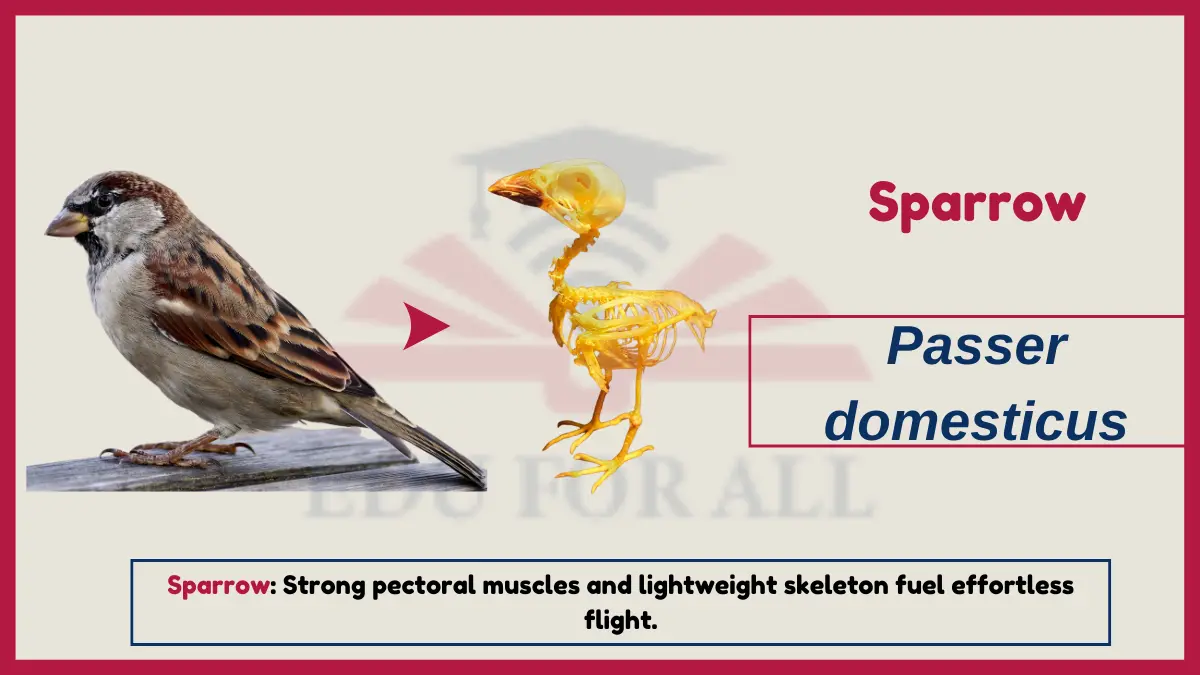 image showing Sparrow as an example of Vertebrates