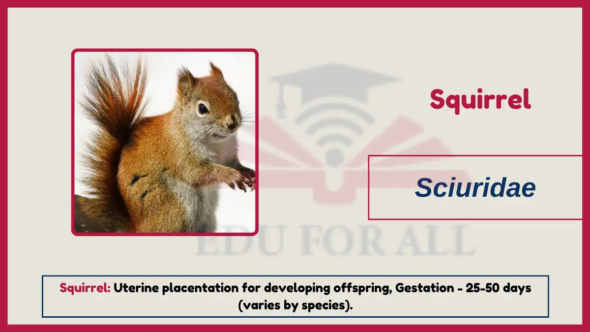 image showing squirrel as an examples of viviparous animals