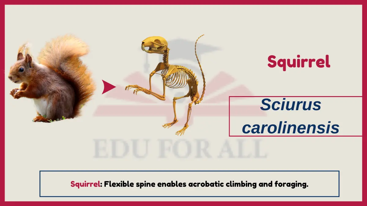 image showing Squirrel as an example of vertebrates