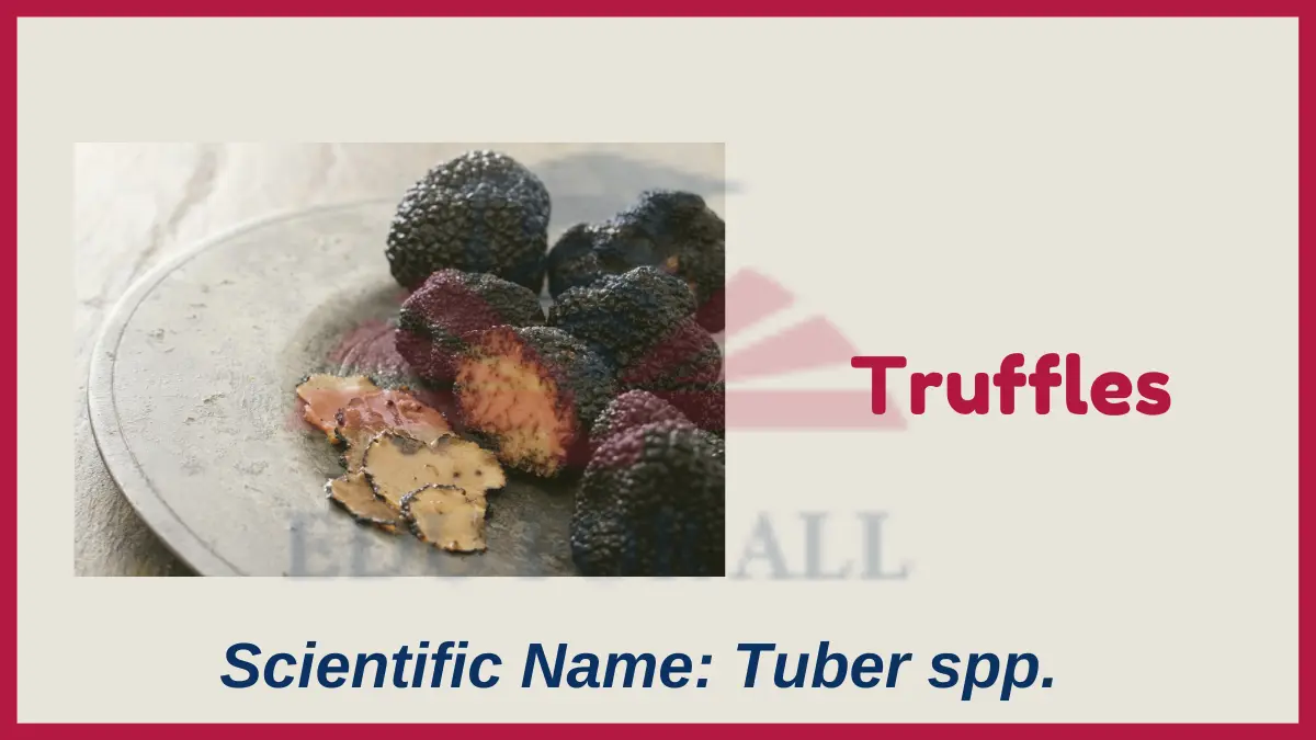 image showing Truffles as an example of fungi