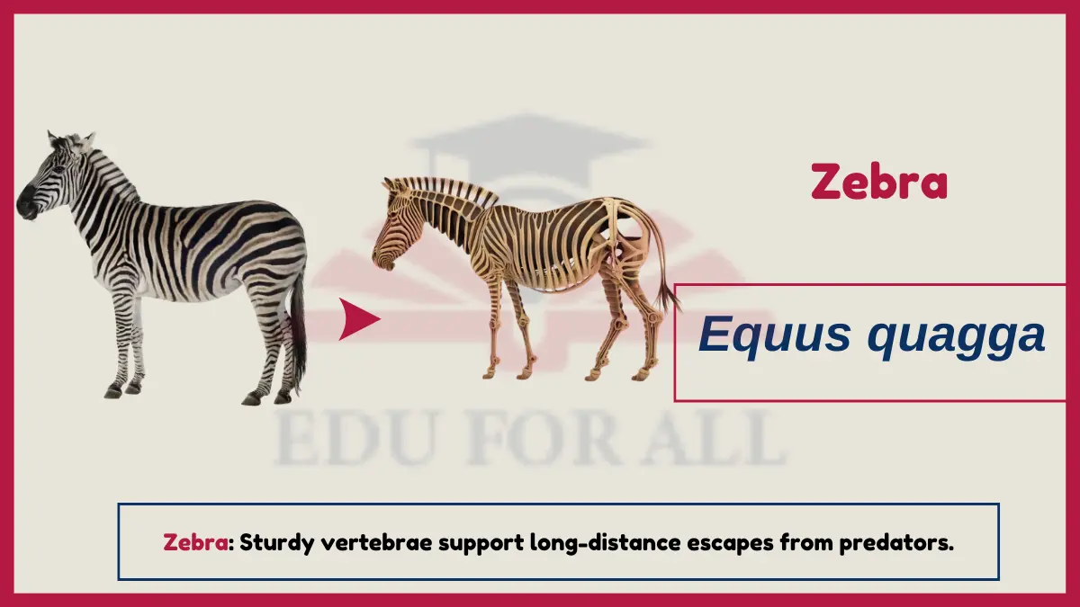 image showing Zebra as an example of Vertebrates