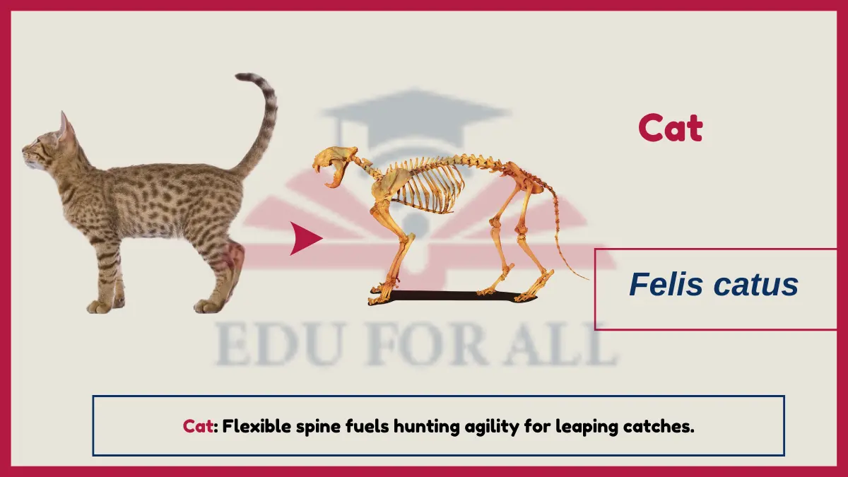 image showing cat as an example of Vertebrates