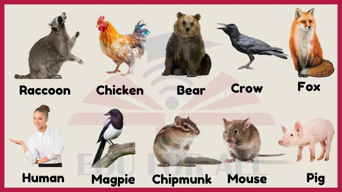 image showing Examples of Omnivores