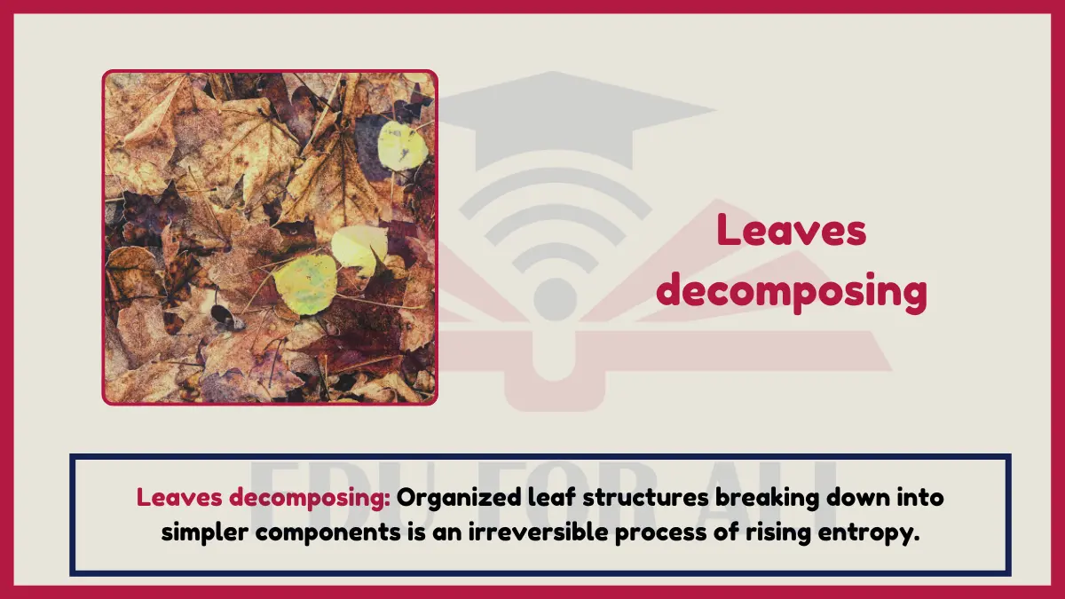 image showing Leaves decomposing as an example of entropy