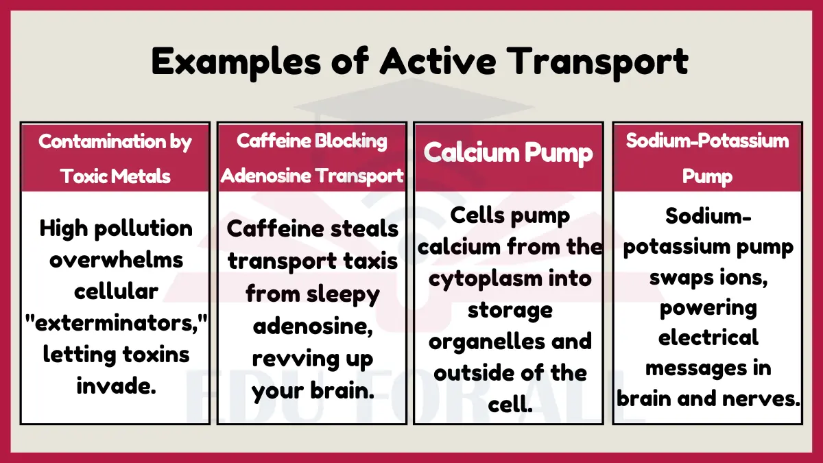 featured image of Examples of Active Transport